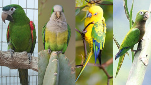 Nové druhy jihoamerických papoušků