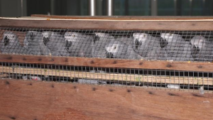 Bulharsko zabavilo žaky určené pro Českou republiku