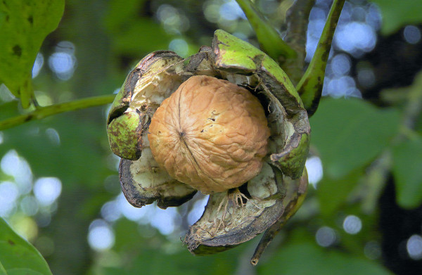 Vlašský ořech v zelené slupce, z níž od konce srpna do října postupně vypadává na zem. Nejčastěji se tak děje při velkých teplotních změnách (brzy ráno a večer), při velkém povětří nebo silném dešti (Foto: Wikipedia.com)