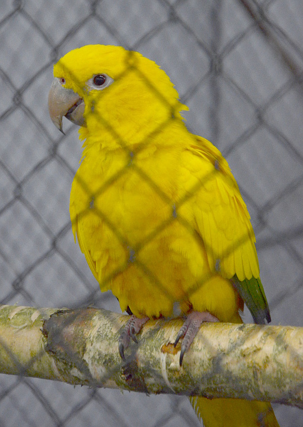 Aratinga žlutý patří k nejvýrazněji zbarveným papouškům na Exotě Olomouc 2014 (Foto: Radomír Veselý, Nová Exota)