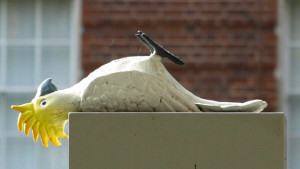 Maketa mrtvého kakadu