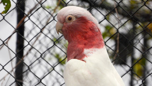 Kakadu růžový lutino