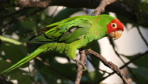 Aratinga červenolící