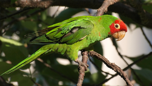Nové vědecké členění aratingů: čtyři rody místo tří, 24 samostatných druhů