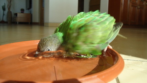 Papoušek senegalský (Foto: Viki/Forum Ararauna.cz)