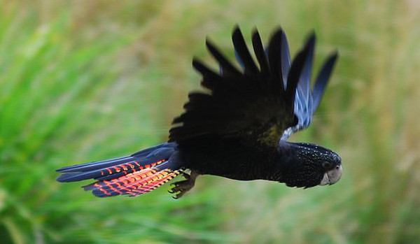 Kakadu havraní nedoznal v nové systematice papoušků žádných změn (Foto: Wikimedia Commons © Peter Campbell)