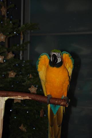 Vítězná fotografie z vánoční fotosoutěže diskusního fóra Ararauna.cz (Foto © Lentilak)