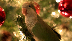 Mníšek šedý o Vánocích