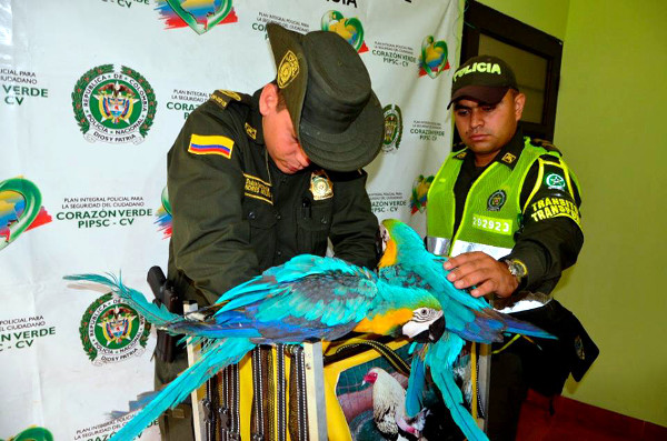 Policisté se úspěšnou akcí pochlubili na tiskové konferenci (Foto: Kolumbijská národní Policie)