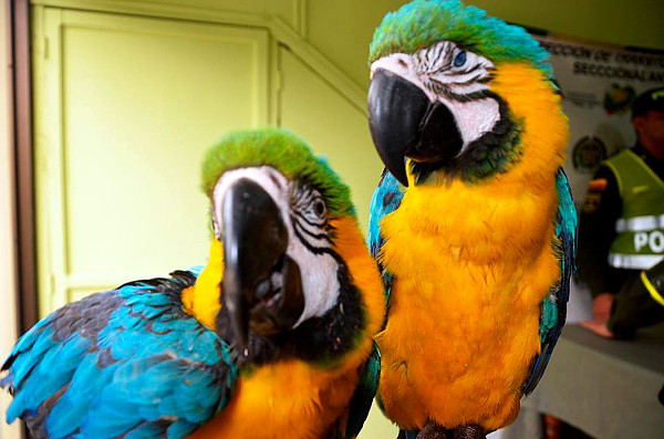 Mezi zabavenými ptáky byli i dva dospělí arové ararauny (Foto: Kolumbijská národní Policie)