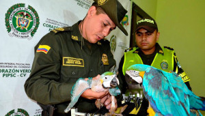 Kolumbijská policie zadžela pašeráka papoušků