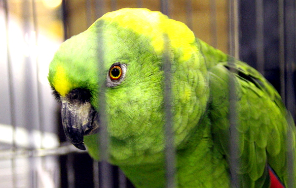 Jedním z nejkvalitnějších větších papoušků na únorové burze ve Zwolle byl tento amazoňan žlutokrký (Foto: Jan Potůček, Ararauna.cz)
