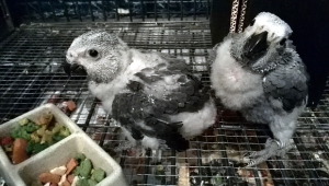 Dokrmovaní žakové