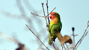 Agapornis růžohlavý