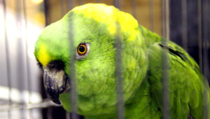 Amazoňan žlutokrký