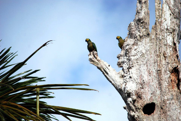 Tony Silva má bohaté zkušenosti s pozorováním papoušků ve volné přírodě. Zde na výpravě za ary rudobřichými (Foto: Tony Silva)