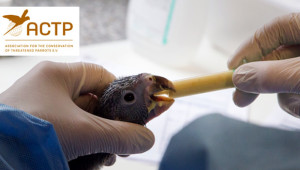 Ara škraboškový v ACTP