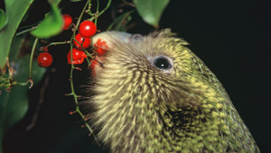 Kakapo soví pojídá plody Rimu
