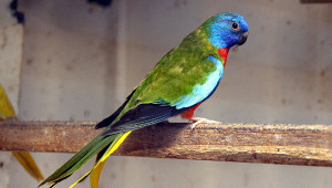 Neoféma modrohlavá