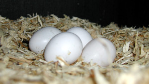 Papouščí vejce