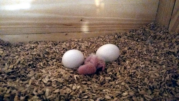 První mládě v budce s dvěma vajíčky, z nichž se později vylíhla další dvě mláďata araraun (Foto: Zdeněk Krňávek)