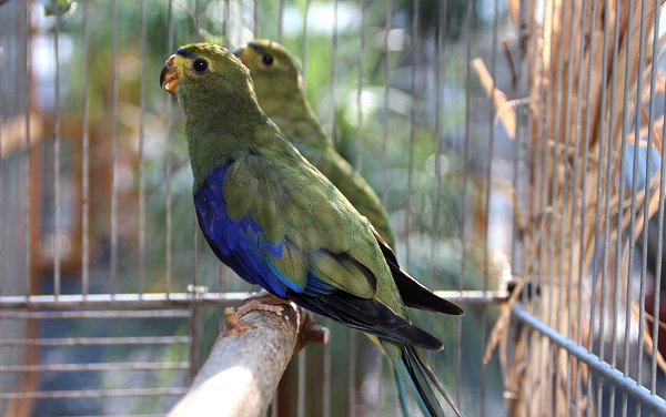 Neofémy modrokřídlé jsou prvními papoušky, na které narazíte v hlavním skleníku (Foto: Jan Potůček, Ararauna.cz)