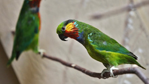 Loríček rudobradý