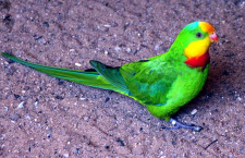 Papoušky nádherné v Austrálii může ohrozit pesticid. Vláda chce povolit silnější jed proti myším