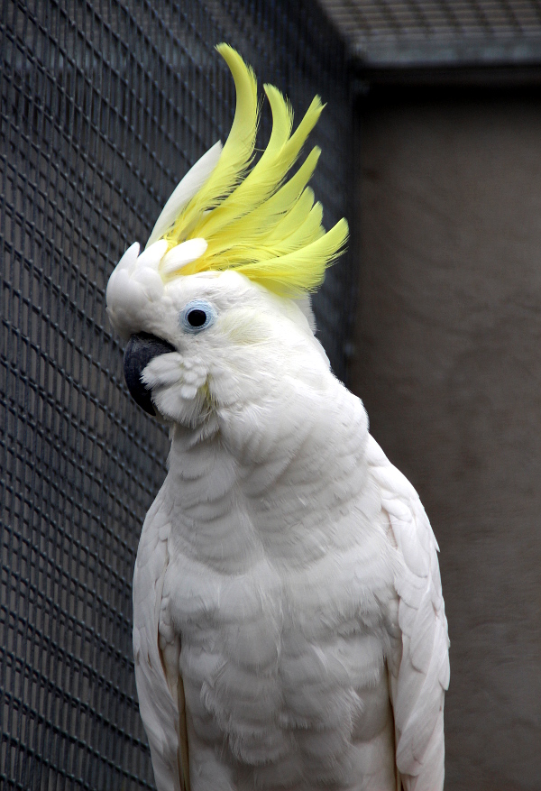 Kakadu žlutočečelatý severní v celé své kráse (Foto: Jan Potůček, Ararauna.cz)