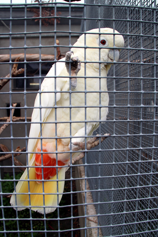 Nejvzácnější z papoušků v kolekci manželů Černých: kakadu filipínský (Foto: Jan Potůček