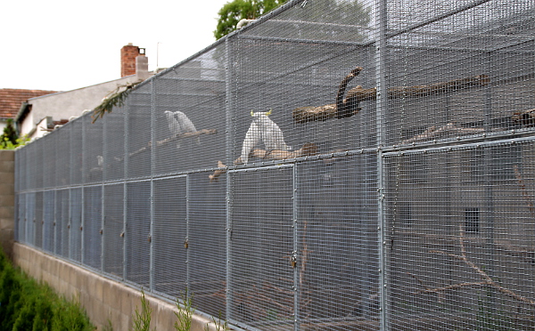 Všichni papoušci mají k dispozici dostatečné prostorné výlety (Foto: Jan Potůček, Ararauna.cz)