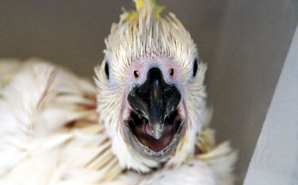 Žadonící kakadu (Foto: Jan Potůček, Ararauna.cz)