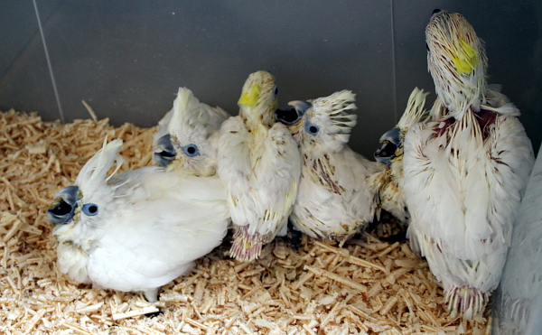 Ručně odchovávaní kakaduové žlutočečelatí, žlutolící a šalamounští (Foto: Jan Potůček, Ararauna.cz)