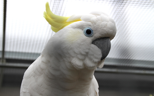 Vzácný severní poddruh kakadua žlutočečelatého (Foto: Jan Potůček, Ararauna.cz)