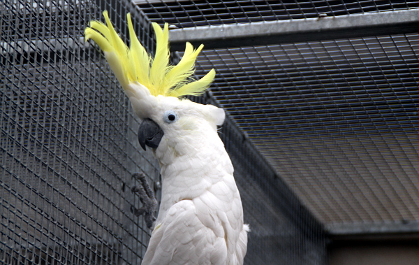 Tentýž papoušek se vztyčenou chocholkou (Foto: Jan Potůček, Ararauna.cz)