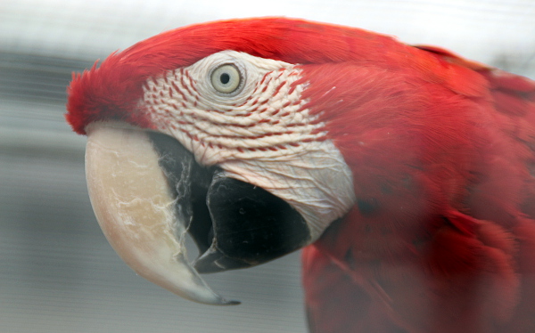 Samice ary zelenokřídlého (Foto: Jan Potůček, Ararauna.cz)