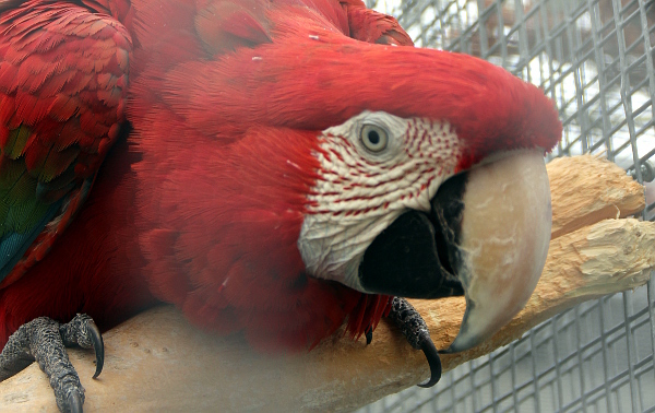 Osamnělé samici ary zelenokřídlého shání manželé Černí samce (Foto: Jan Potůček, Ararauna.cz)