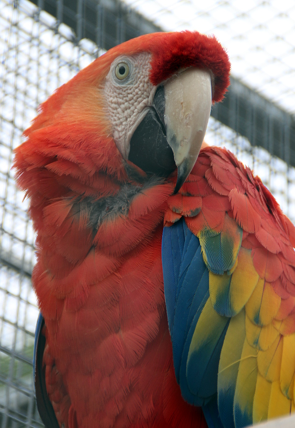 Arů arakang chovají Černí dva páry (Foto: Jan Potůček, Ararauna.cz)