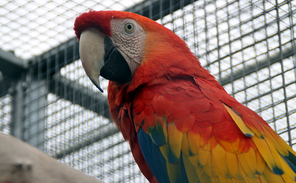 Nejkrásnější z arů, ara arakanga (Foto: Jan Potůček, Ararauna.cz)