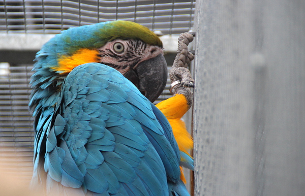 U Černých nechybí ani nejznámnější z velkých arů - ararauny (Foto: Jan Potůček, Ararauna.cz)