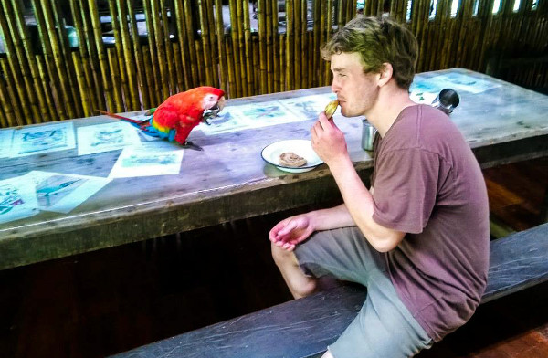 Tomás Lloyd z Austrálie strávil v peruánské rezervaci Tambopata jako dobrovolník tři týdny letos v lednu. Oblíbil si ho tento ara arakanga, který s ním každé ráno posnídal u stolu. (Foto: Tambopata Research Center)