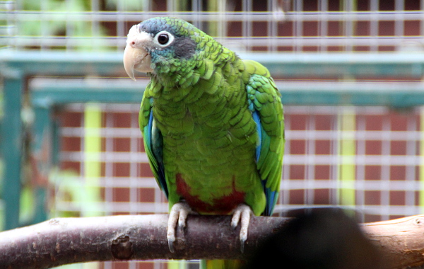 Amazoňan haitský nepatří mezi příliš často chované druhy papoušků (Foto: Jan Potůček, Ararauna.cz)
