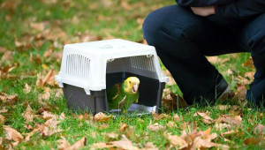 Amazoňan velký ve Stuttgartu (Foto: Vogel- und Reptilienpraxis Dr. Britsch)