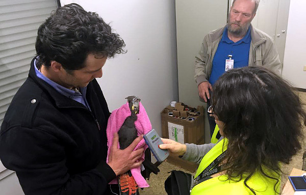 Daniel Gowland z Priam Psittaculture Centre Research & Breeding (PPC) asistuje při výstupní kontrole vyvážených kakaduů hnědohlavých na mezinárodním letišti v Sydney (Foto: ACTP & Simon Degenhard)