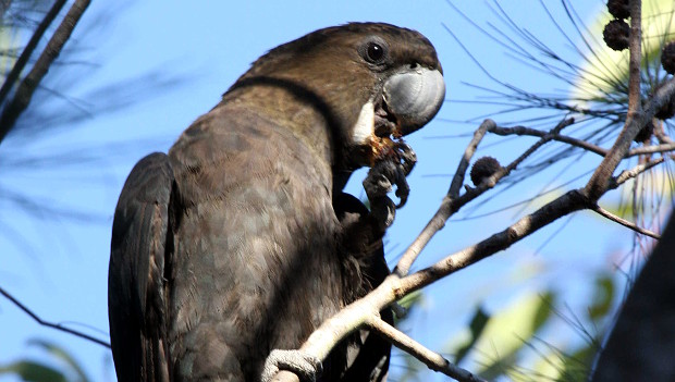 Rozsáhlé sčítání kakaduů hnědohlavých na Klokaním ostrově: minimálně 454 ptáků v 17 hejnech