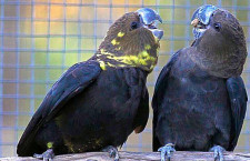 Austrálie po auditu vývozu papoušků do německého ACTP zpřísní podmínky exportu zvířat