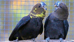 Kakadu hnědohlavý (Foto: Simon Degenhard, Aviarilife Magazine)