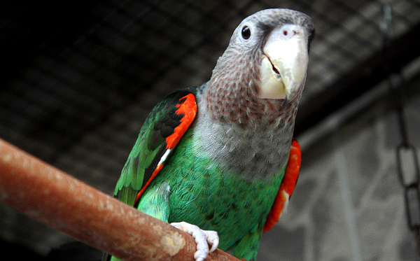 Ochočený sameček papouška kapského jménem Carda (Foto: Lubomír Palkovič)