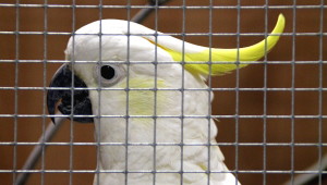 Kakadu žlutočečelatý