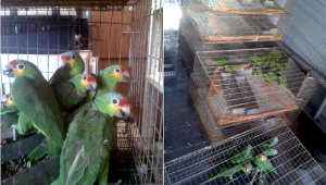Zabavení papoušci v Mexiku